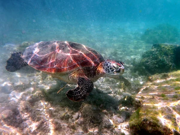 Snorkel Con Una Tortuga Marina Moalboal Isla Cebu — Foto de Stock