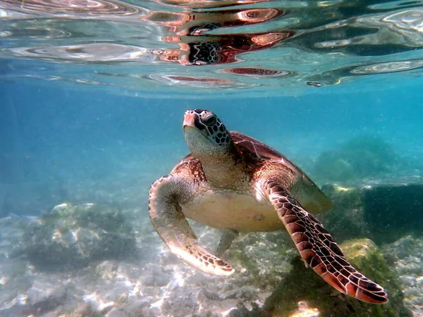 Šnorchlování Mořskou Želvou Moalboal Ostrově Cebu — Stock fotografie