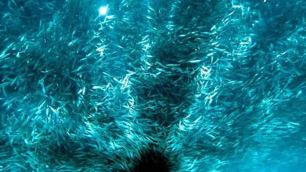 Essaim Sardines Dans Océan Pacifique Près Moalboal Sur Île Cebu — Photo