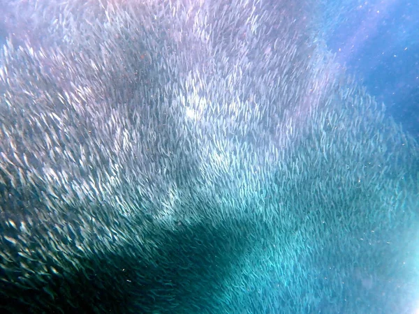 Рой Сардин Тихом Океане Возле Моалбоала Острове Себу — стоковое фото