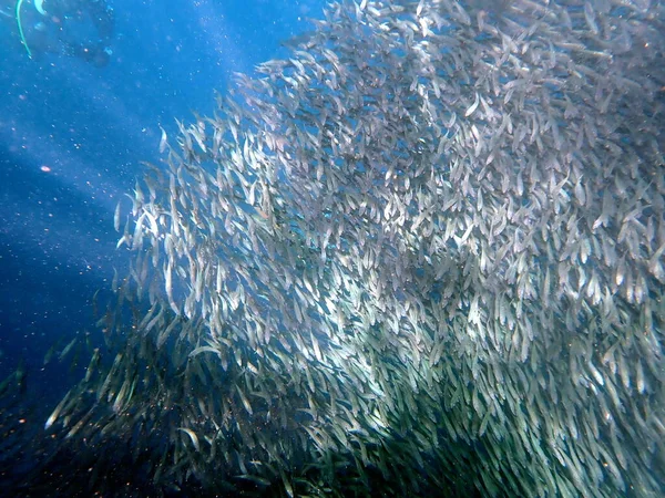 Zwerm Sardines Stille Oceaan Bij Moalboal Cebu Eiland — Stockfoto