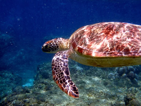 Снорклінг Морською Черепахою Острові Кабу — стокове фото