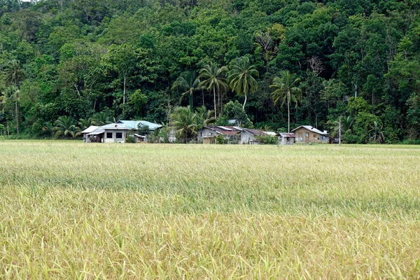 Живописные Рисовые Поля Острове Бохоль Филиппинах — стоковое фото