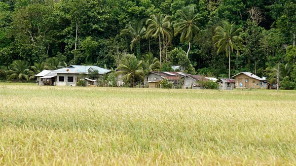 菲律宾布尔岛上的风景秀丽的稻田 — 图库照片