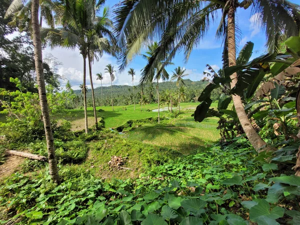Panoramiche Risaie Sull Isola Bohol Alle Filippine — Foto Stock