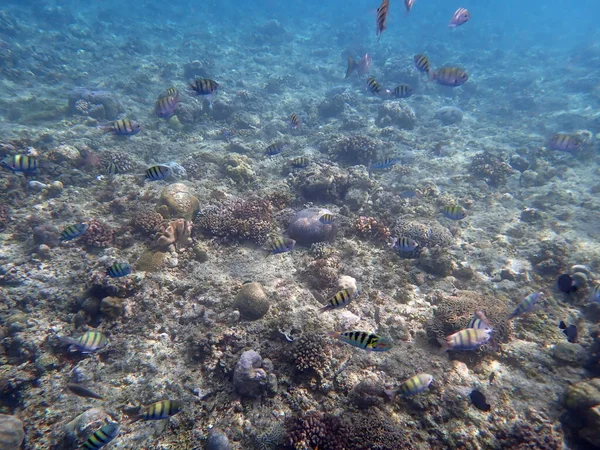 Kolorowy Podwodny Krajobraz Filipińskiej Wyspie Cebu — Zdjęcie stockowe