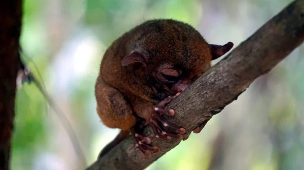 菲律宾布尔赫岛树上的Tarsier猴 Tarsius Syrichta 的肖像 — 图库照片#