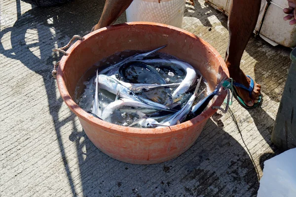 Peixe Fresco Uma Aldeia Pescadores Nas Ilhas Filipinas — Fotografia de Stock