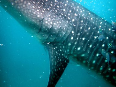 Cebu Adası 'ndaki açık okyanusta balina avına yakın.