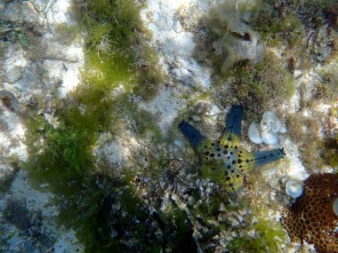 Cebu adasındaki moalboal sualtı dünyası - renkli deniz yıldızı 