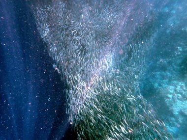 Cebu Adası yakınlarındaki Pasifik Okyanusu 'nda sardalya sürüsü.