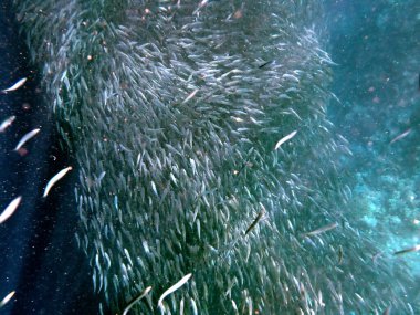 Cebu Adası yakınlarındaki Pasifik Okyanusu 'nda sardalya sürüsü.