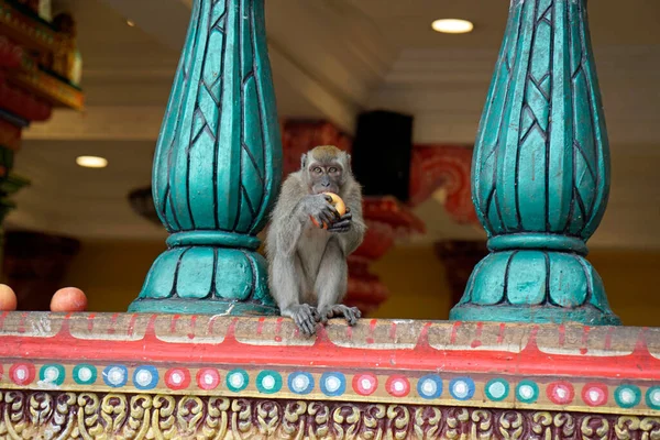 Los Monos Salvajes Viven Batu Cueva Templo Kuala Lumpur — Foto de Stock