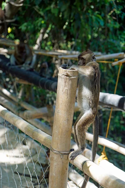 Makakenaffen Auf Cebu Insel Auf Den Philippinen — Stockfoto