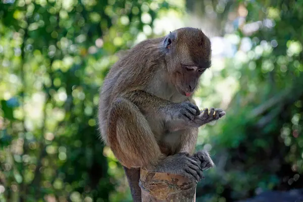 Μαϊμούδες Macaque Ion Cebu Island Στις Φιλιππίνες — Φωτογραφία Αρχείου