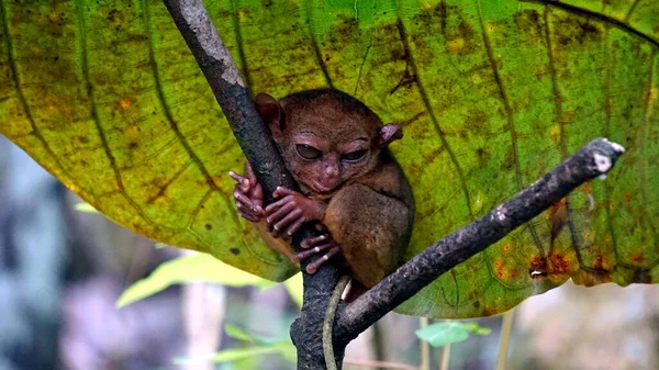 フィリピンのブール島の木に描かれたタリエ猿 Tarisus Syrichta の肖像画 — ストック写真