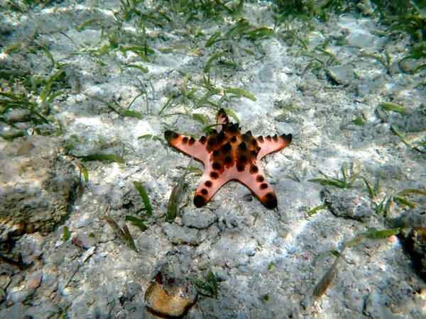 Onderwaterwereld Moalboal Cebu Eiland Kleurrijke Zeesterren — Stockfoto