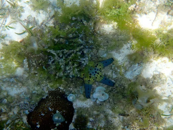 Unterwasserwelt Moalboal Auf Der Insel Cebu Bunte Seesterne — Stockfoto