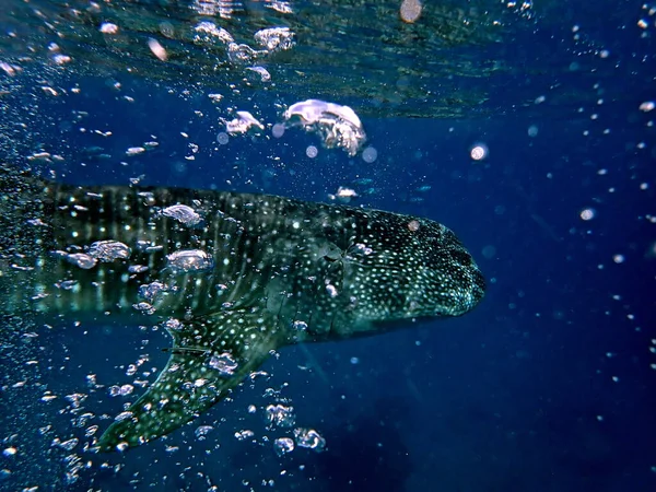 Cebu Adası Ndaki Açık Okyanusta Balina Avına Yakın — Stok fotoğraf