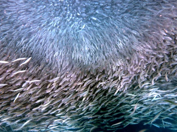 Sciame Sardine Nell Oceano Pacifico Vicino Moalboal Sull Isola Cebu — Foto Stock