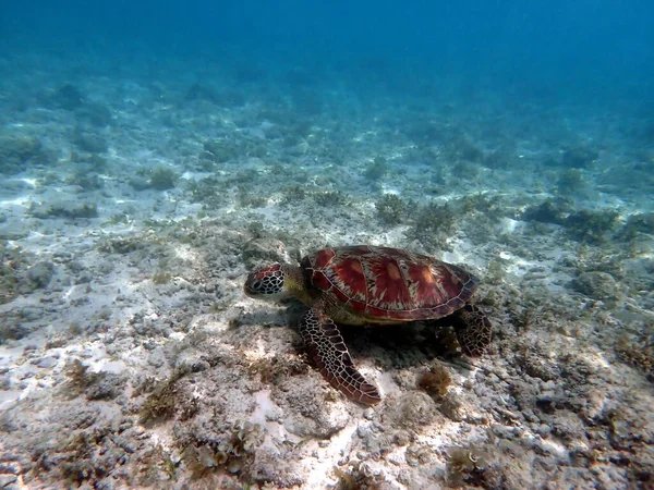 Cebu Adası Ndaki Moalboal Bir Deniz Kaplumbağasıyla Şnorkelle Yüzmek — Stok fotoğraf