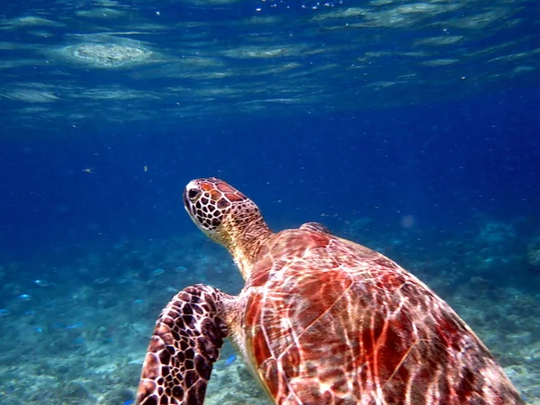 Snorkeling Sea Turtle Moalboal Cebu Island — Stock Photo, Image