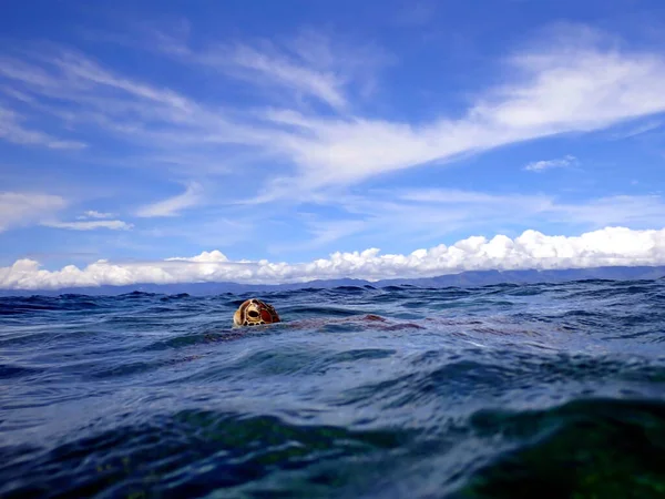 Mergulho Com Uma Tartaruga Marinha Moalboal Ilha Cebu — Fotografia de Stock