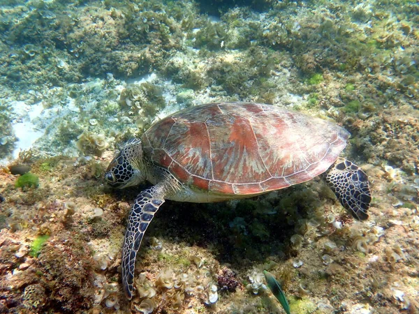 Snorkel Con Una Tortuga Marina Moalboal Isla Cebu — Foto de Stock
