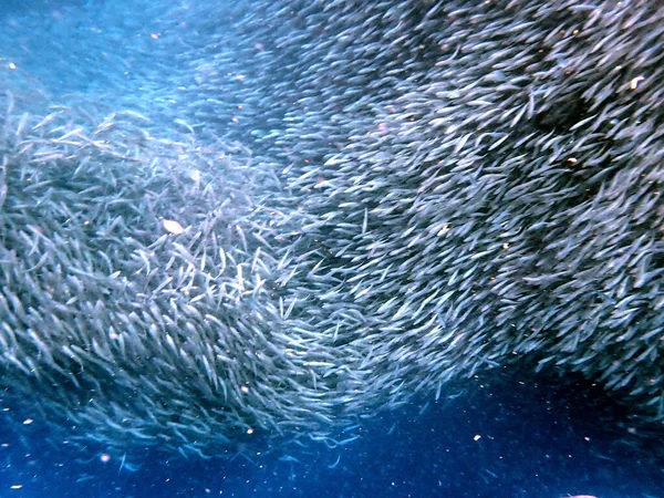 塞布岛莫尔博尔岛附近太平洋上的沙丁鱼群 图库图片