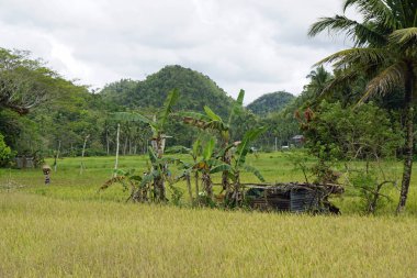 Filipinlerdeki Bohol Adası 'ndaki manzaralı pirinç tarlaları