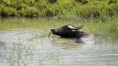 Filipinlerdeki Bohol Adası 'ndaki manzaralı pirinç tarlaları
