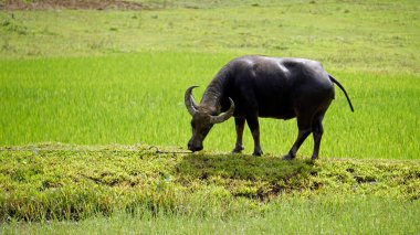 Filipinlerdeki Bohol Adası 'ndaki manzaralı pirinç tarlaları