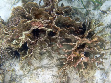 Cebu adasındaki renkli sualtı manzarası