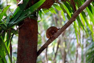 Filipinler 'deki Bohol Adası' ndaki ağaçta Tarsier Maymun Portresi (Tarsius Syrichta)