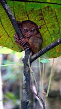 Filipinler 'deki Bohol Adası' ndaki ağaçta Tarsier Maymun Portresi (Tarsius Syrichta)