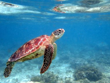 Cebu Adası 'ndaki Moalboal' da bir deniz kaplumbağasıyla şnorkelle yüzmek.