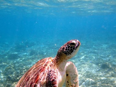 Cebu Adası 'ndaki Moalboal' da bir deniz kaplumbağasıyla şnorkelle yüzmek.