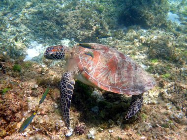 Cebu Adası 'ndaki Moalboal' da bir deniz kaplumbağasıyla şnorkelle yüzmek.