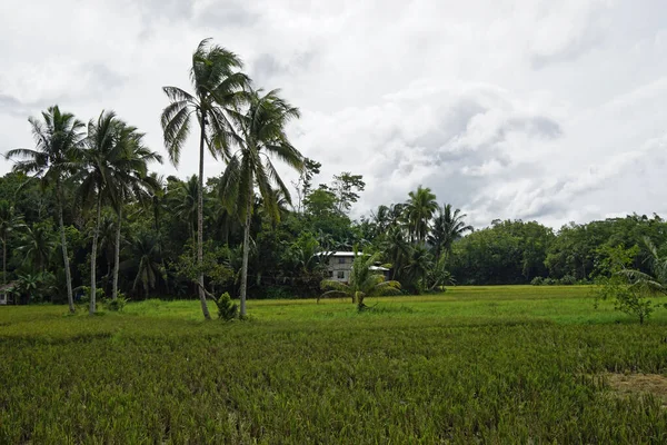 Aussichtsreiche Reisfelder Auf Bohol Insel Auf Den Philippinen — Stockfoto
