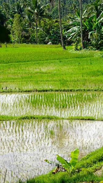 Natursköna Risfält Bohol Vid Filippinerna — Stockfoto