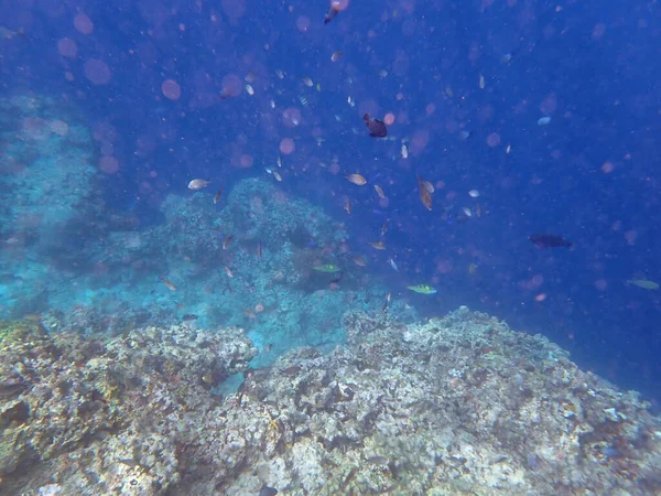 Colorido Paisaje Submarino Isla Filipina Cebu — Foto de Stock