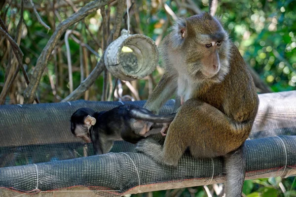 Μαϊμούδες Macaque Ion Cebu Island Στις Φιλιππίνες — Φωτογραφία Αρχείου