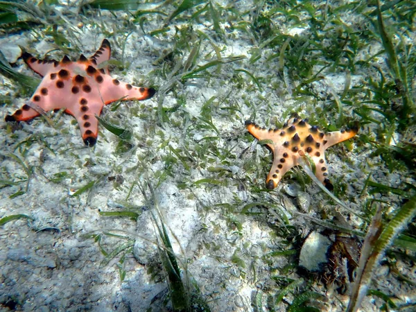 Cebu Adasındaki Moalboal Sualtı Dünyası Renkli Deniz Yıldızı — Stok fotoğraf
