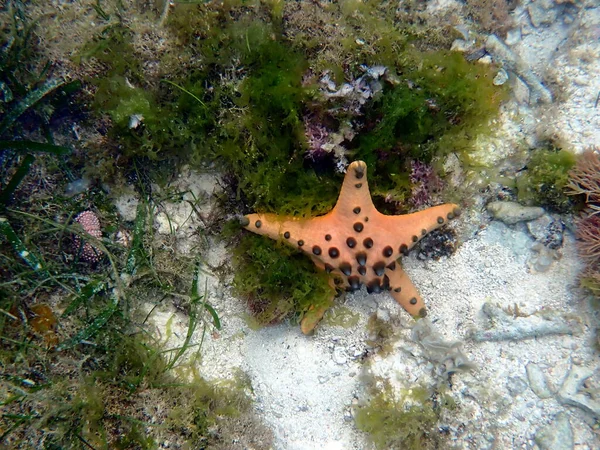 Podwodny Świat Moalboal Wyspie Cebu Kolorowe Rozgwiazdy — Zdjęcie stockowe