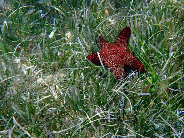 Underwater World Moalboal Cebu Island Colorful Starfish — Stock Photo, Image
