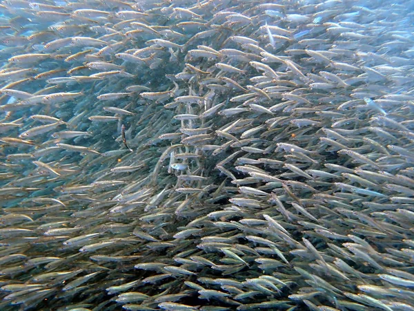 Essaim Sardines Dans Océan Pacifique Près Moalboal Sur Île Cebu — Photo