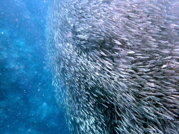 Swarm Sardines Pacific Ocean Moalboal Cebu Island — Stock Photo, Image