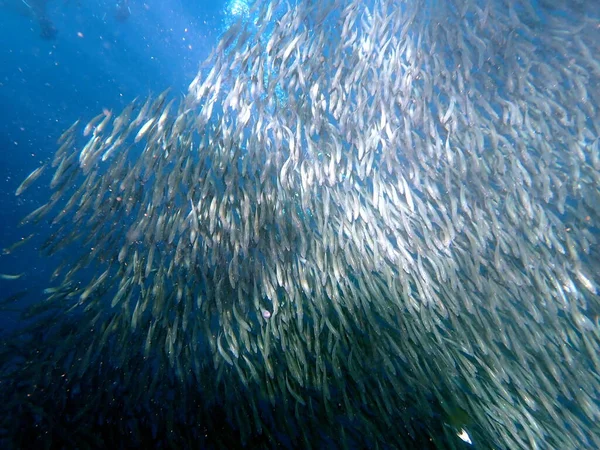 Sciame Sardine Nell Oceano Pacifico Vicino Moalboal Sull Isola Cebu — Foto Stock