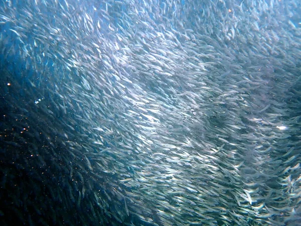 Enxame Sardinhas Oceano Pacífico Perto Moalboal Ilha Cebu — Fotografia de Stock