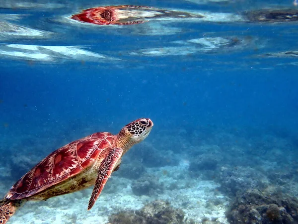 Nurkowanie Żółwiem Morskim Moalboal Wyspie Cebu — Zdjęcie stockowe